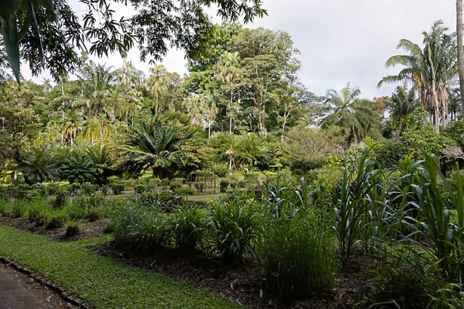 Kandy-Botanical garden-011
